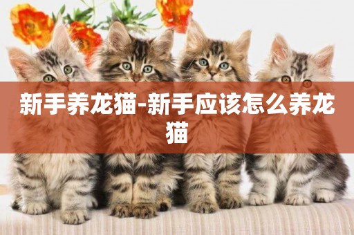 新手養龍貓-新手應該怎么養龍貓