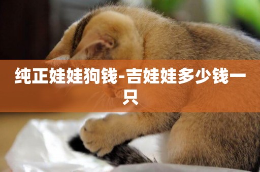 純正娃娃狗錢-吉娃娃多少錢一只