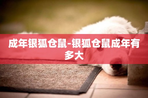 成年銀狐倉鼠-銀狐倉鼠成年有多大