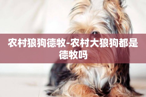 農村狼狗德牧-農村大狼狗都是德牧嗎