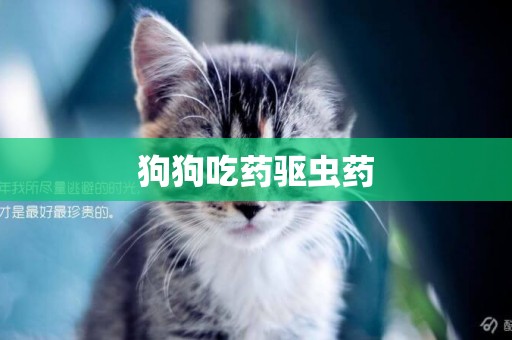 狗狗吃藥驅蟲藥