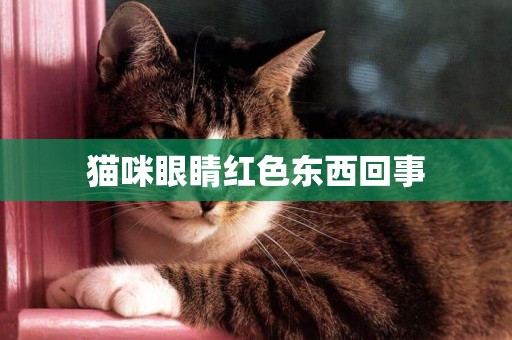 貓咪眼睛紅色東西回事
