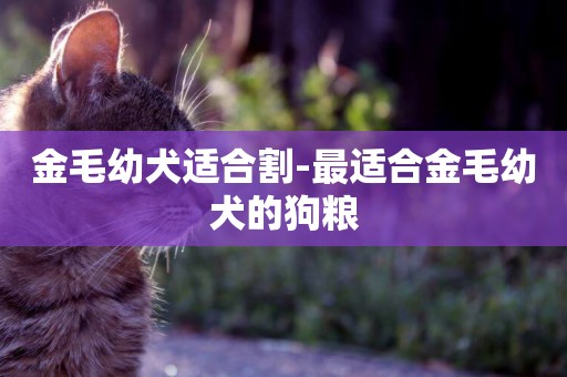 金毛幼犬適合割-最適合金毛幼犬的狗糧