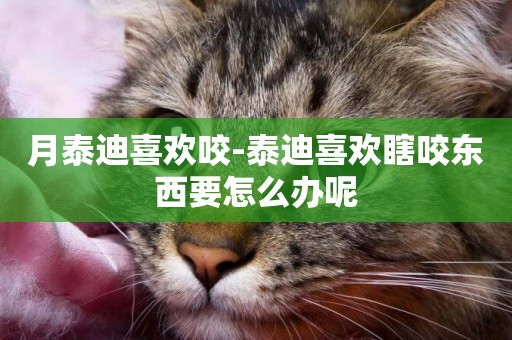 月泰迪喜歡咬-泰迪喜歡瞎咬東西要怎么辦呢