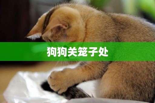 狗狗關籠子處