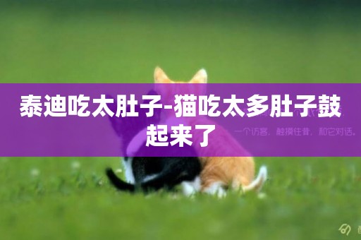 泰迪吃太肚子-貓吃太多肚子鼓起來了