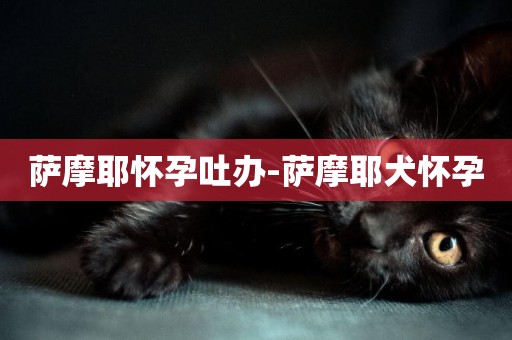 薩摩耶懷孕吐辦-薩摩耶犬懷孕