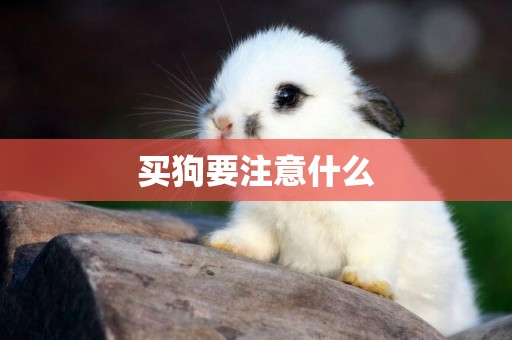 買狗要注意什么