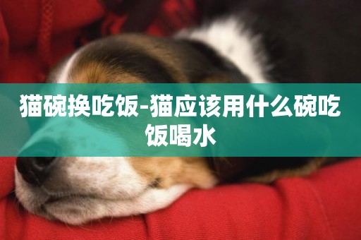 貓碗換吃飯-貓應該用什么碗吃飯喝水