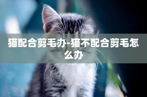 貓配合剪毛辦-貓不配合剪毛怎么辦