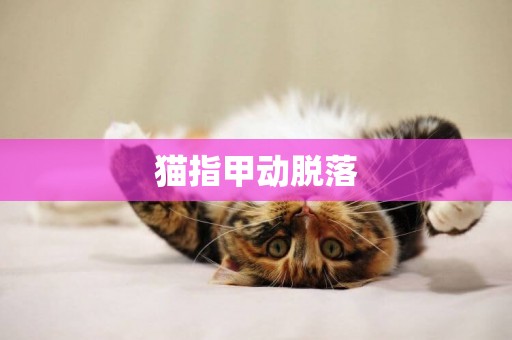 貓指甲動脫落