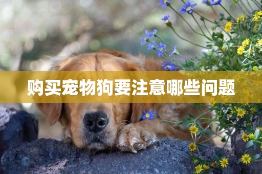 購買寵物狗要注意哪些問題