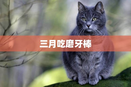 三月吃磨牙棒