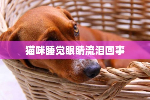 貓咪睡覺眼睛流淚回事