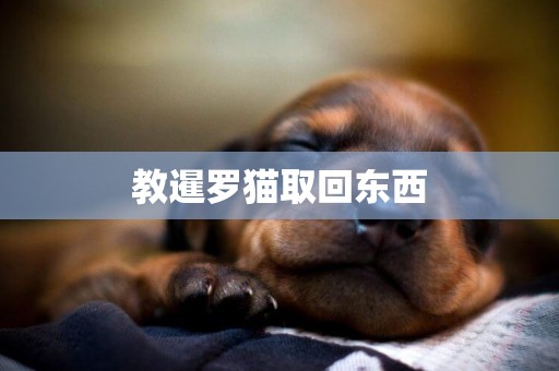 教暹羅貓取回東西