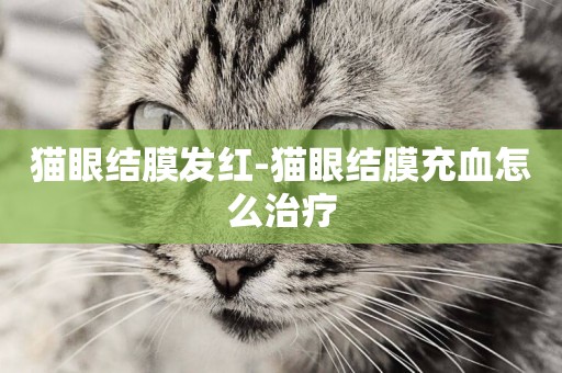 貓眼結膜發紅-貓眼結膜充血怎么治療