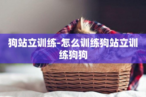 狗站立訓練-怎么訓練狗站立訓練狗狗