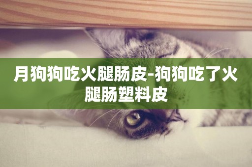月狗狗吃火腿腸皮-狗狗吃了火腿腸塑料皮