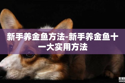 新手養金魚方法-新手養金魚十一大實用方法