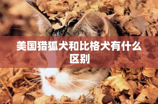 美國獵狐犬和比格犬有什么區別