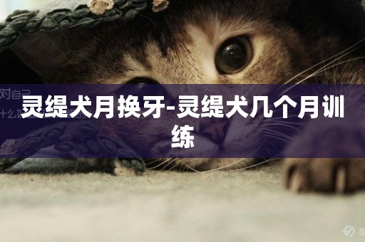 靈緹犬月換牙-靈緹犬幾個月訓練
