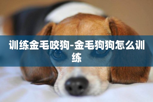 訓練金毛咬狗-金毛狗狗怎么訓練