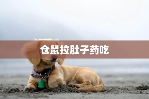 倉鼠拉肚子藥吃