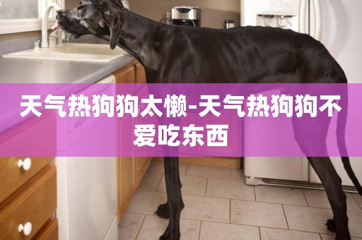 天氣熱狗狗太懶-天氣熱狗狗不愛吃東西