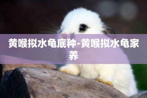 黃喉擬水龜底種-黃喉擬水龜家養