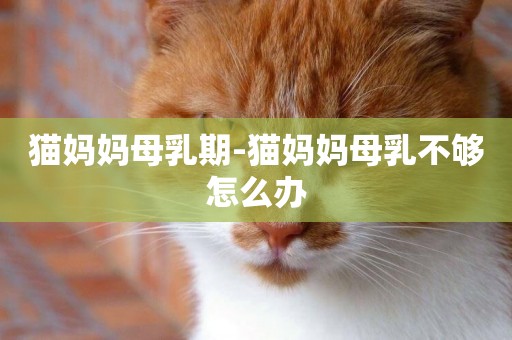 貓媽媽母乳期-貓媽媽母乳不夠怎么辦