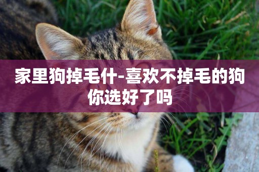 家里狗掉毛什-喜歡不掉毛的狗你選好了嗎