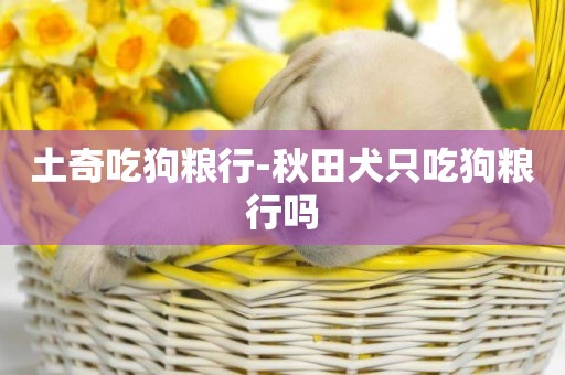 土奇吃狗糧行-秋田犬只吃狗糧行嗎