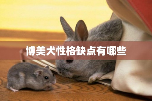 博美犬性格缺點有哪些