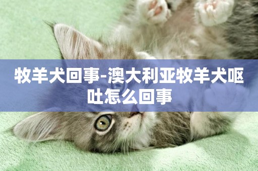牧羊犬回事-澳大利亞牧羊犬嘔吐怎么回事