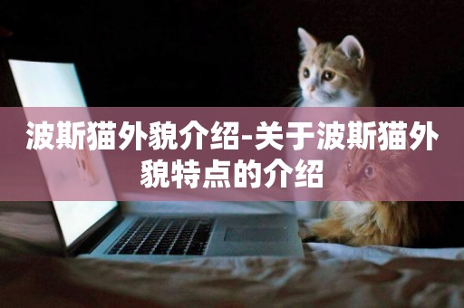 波斯貓外貌介紹-關于波斯貓外貌特點的介紹