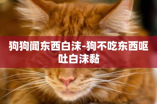 狗狗聞東西白沫-狗不吃東西嘔吐白沫黏
