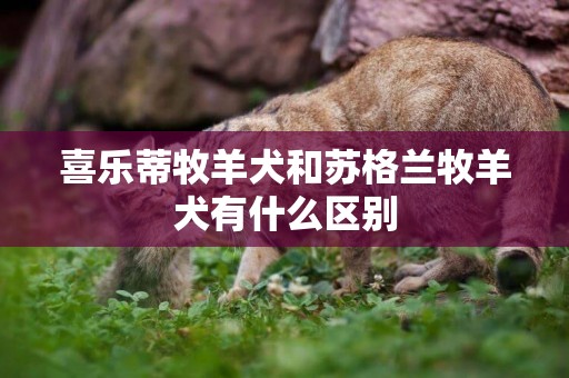 喜樂蒂牧羊犬和蘇格蘭牧羊犬有什么區別