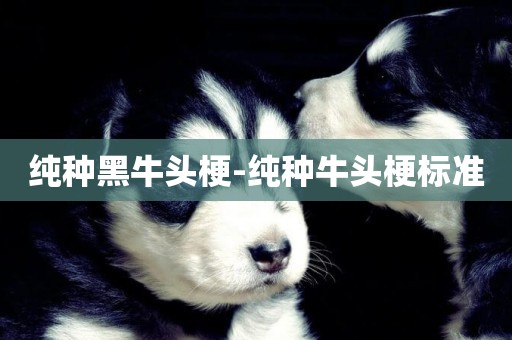純種黑牛頭梗-純種牛頭梗標準