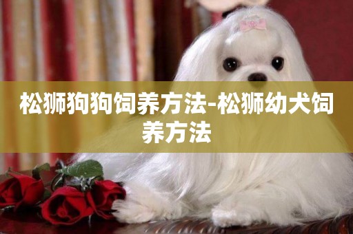 松獅狗狗飼養方法-松獅幼犬飼養方法