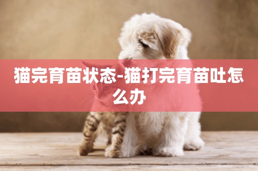 貓完育苗狀態-貓打完育苗吐怎么辦