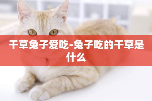 干草兔子愛吃-兔子吃的干草是什么