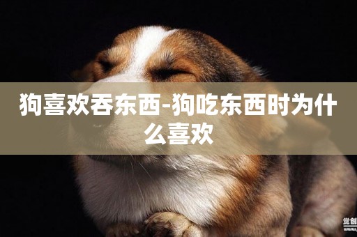 狗喜歡吞東西-狗吃東西時為什么喜歡