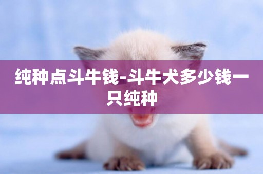 純種點斗牛錢-斗牛犬多少錢一只純種