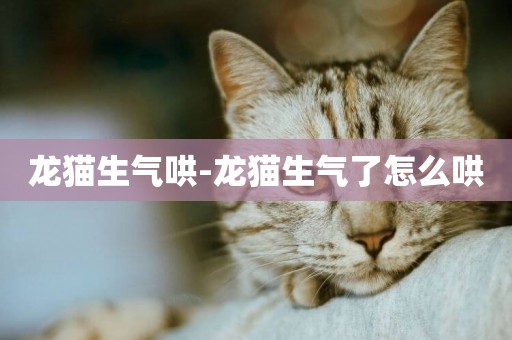 龍貓生氣哄-龍貓生氣了怎么哄