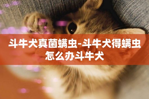 斗牛犬真菌螨蟲-斗牛犬得螨蟲怎么辦斗牛犬