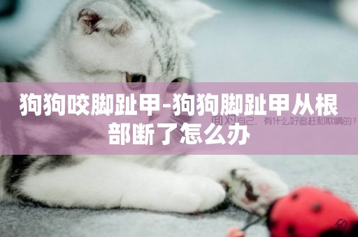 狗狗咬腳趾甲-狗狗腳趾甲從根部斷了怎么辦