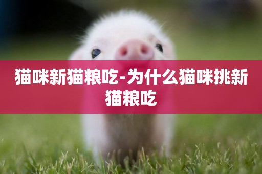 貓咪新貓糧吃-為什么貓咪挑新貓糧吃