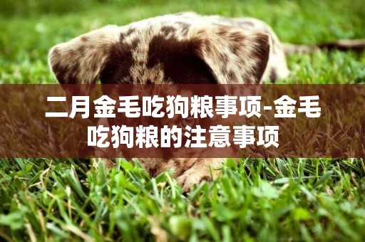 二月金毛吃狗糧事項-金毛吃狗糧的注意事項