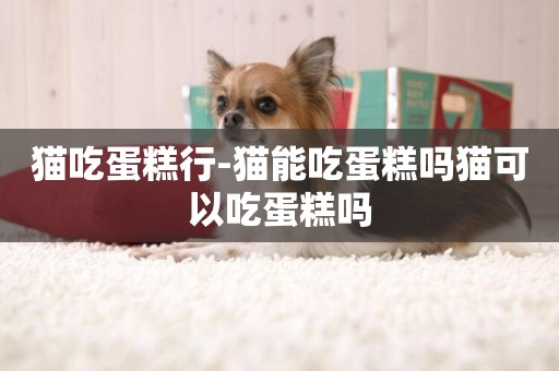 貓吃蛋糕行-貓能吃蛋糕嗎貓可以吃蛋糕嗎