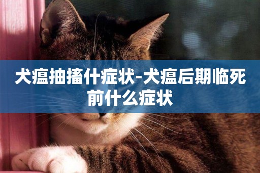 犬瘟抽搐什癥狀-犬瘟后期臨死前什么癥狀